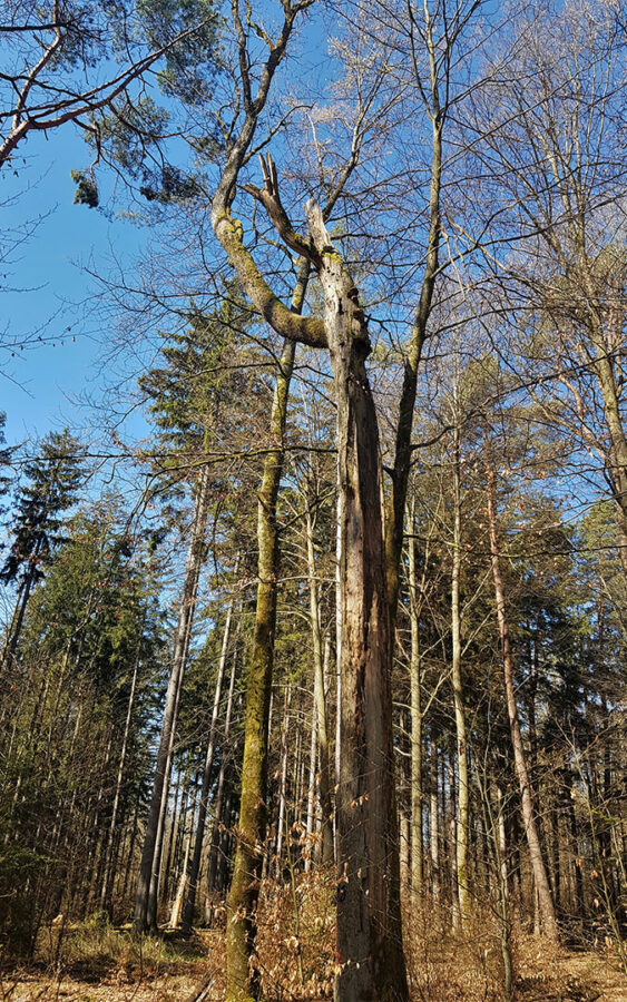 Biotopbaum-im-Stiftungswald